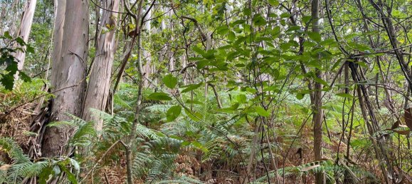 Terreno em Oliveira de Azeméis, Portugal N.º 189919 25