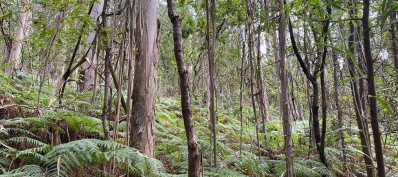 Terreno em Oliveira de Azeméis, Portugal N.º 189919 22