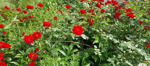 3 rooms House in Haugsdorf, Austria No. 176572 7