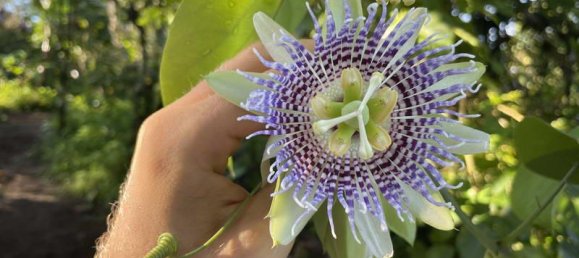 Terreno en Lovina, Indonesia 9400 m² No. 4546 10