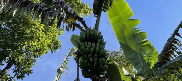 Terreno en Lovina, Indonesia 9400 m² No. 4546 4