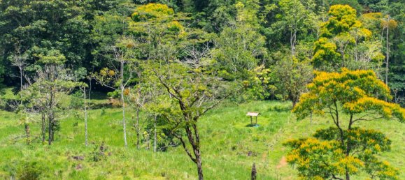 Ферма в Упала, Коста-Рика № 1967 7