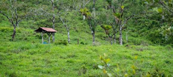 Ферма в Упала, Коста-Рика № 1967 11