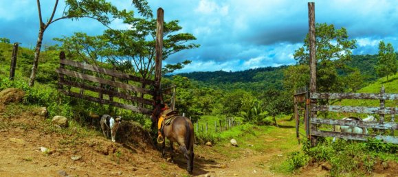 Ферма в Упала, Коста-Рика № 1967 8