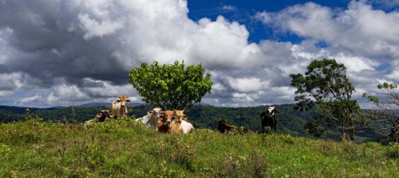 Ферма в Упала, Коста-Рика № 1967 10