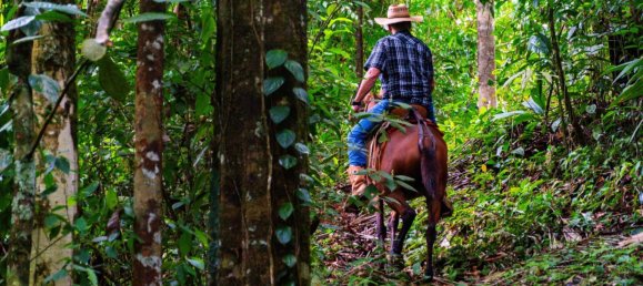 Ферма в Упала, Коста-Рика № 1967 6