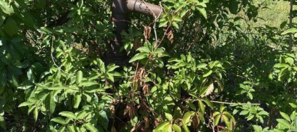 Terreno em Oberdorf im Burgenland, Austria N.º 6695 2