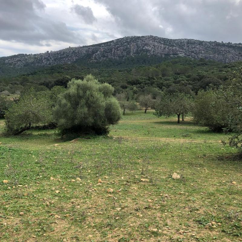  Villa in Pollenca, Spain No. 14171