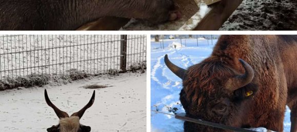 1 Schlafzimmer Haus in Westerwaldkreis, Germany, Nr. 314878 39