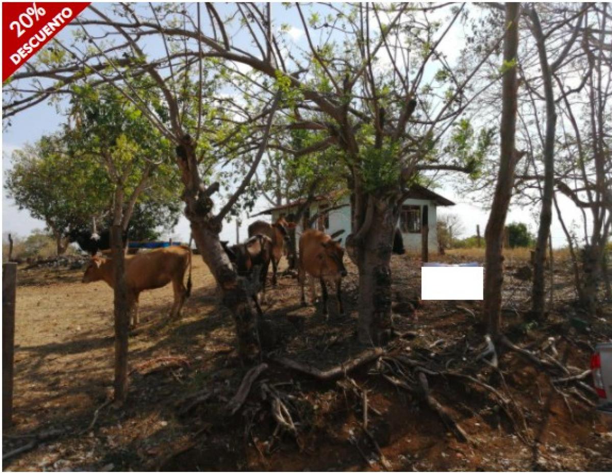 Земельный участок в Оротина, Коста-Рика № 1486