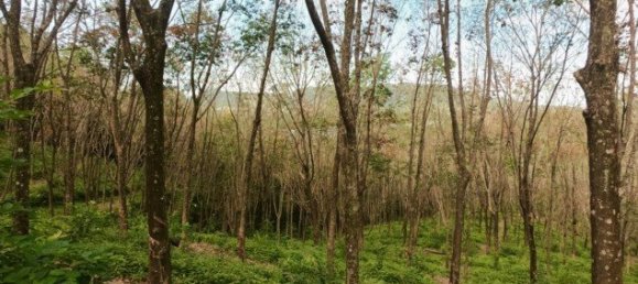 58582m² Commercial property in Pa Klok, Thailand No. 12559 4