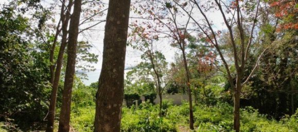 58582m² Commercial property in Pa Klok, Thailand No. 12559 26