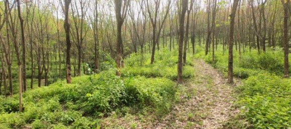 58582m² Commercial property in Pa Klok, Thailand No. 12559 6