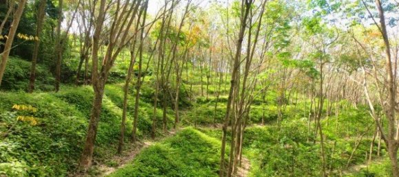 58582m² Commercial property in Pa Klok, Thailand No. 12559 12