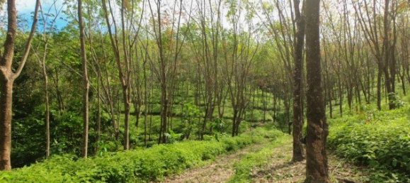 58582m² Commercial property in Pa Klok, Thailand No. 12559 8