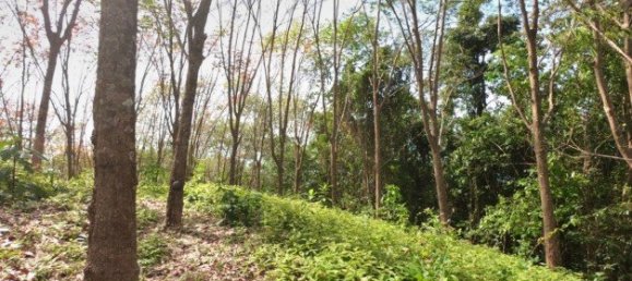 58582m² Commercial property in Pa Klok, Thailand No. 12559 20