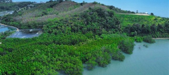 58582m² Commercial property in Pa Klok, Thailand No. 12559 25