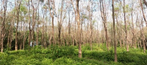 58582m² Commercial property in Pa Klok, Thailand No. 12559 7