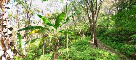 58582m² Commercial property in Pa Klok, Thailand No. 12559 14