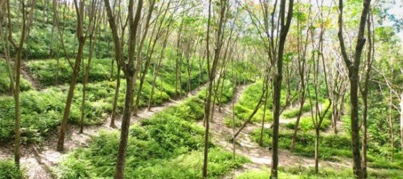 58582m² Commercial property in Pa Klok, Thailand No. 12559 11