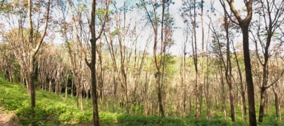 58582m² Commercial property in Pa Klok, Thailand No. 12559 19