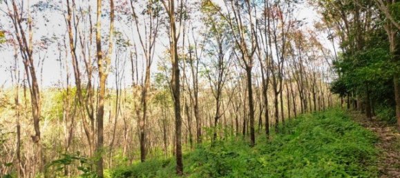 58582m² Commercial property in Pa Klok, Thailand No. 12559 21