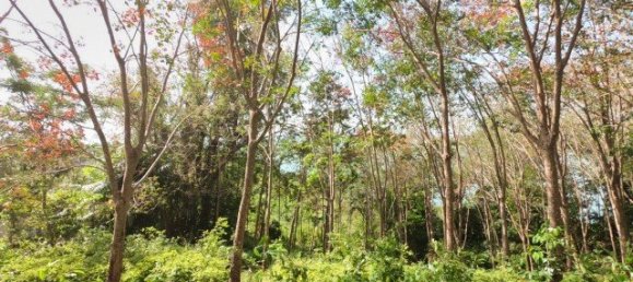 58582m² Commercial property in Pa Klok, Thailand No. 12559 24