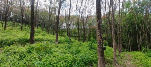 58582m² Commercial property in Pa Klok, Thailand No. 12559 5