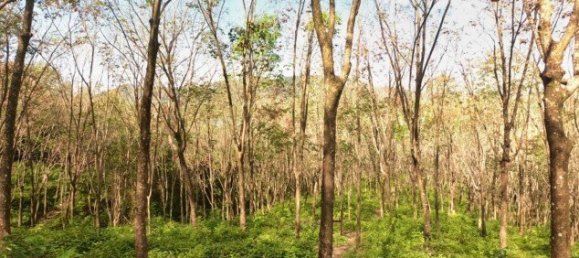 58582m² Commercial property in Pa Klok, Thailand No. 12559 15