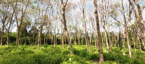 58582m² Commercial property in Pa Klok, Thailand No. 12559 9