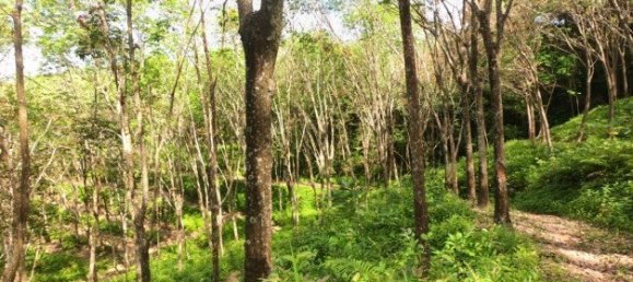 58582m² Commercial property in Pa Klok, Thailand No. 12559 10