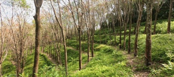 58582m² Commercial property in Pa Klok, Thailand No. 12559 17