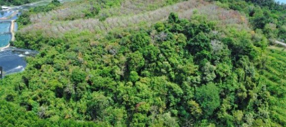 58582m² Commercial property in Pa Klok, Thailand No. 12559 28