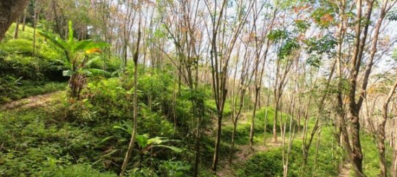 58582m² Commercial property in Pa Klok, Thailand No. 12559 13