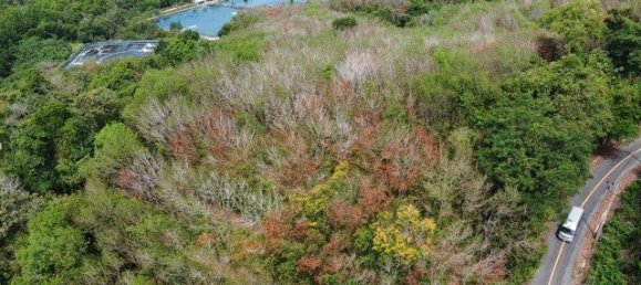 58582m² Commercial property in Pa Klok, Thailand No. 12559 30