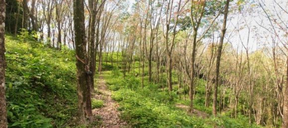 58582m² Commercial property in Pa Klok, Thailand No. 12559 16