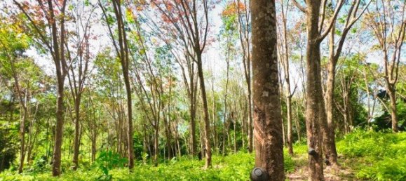 58582m² Commercial property in Pa Klok, Thailand No. 12559 18