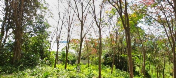 58582m² Commercial property in Pa Klok, Thailand No. 12559 23