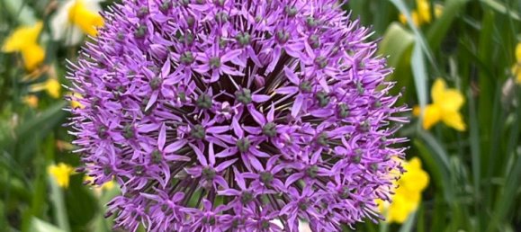 2-salle Penthouse à San Zeno di Montagna, Italy No. 255468 15