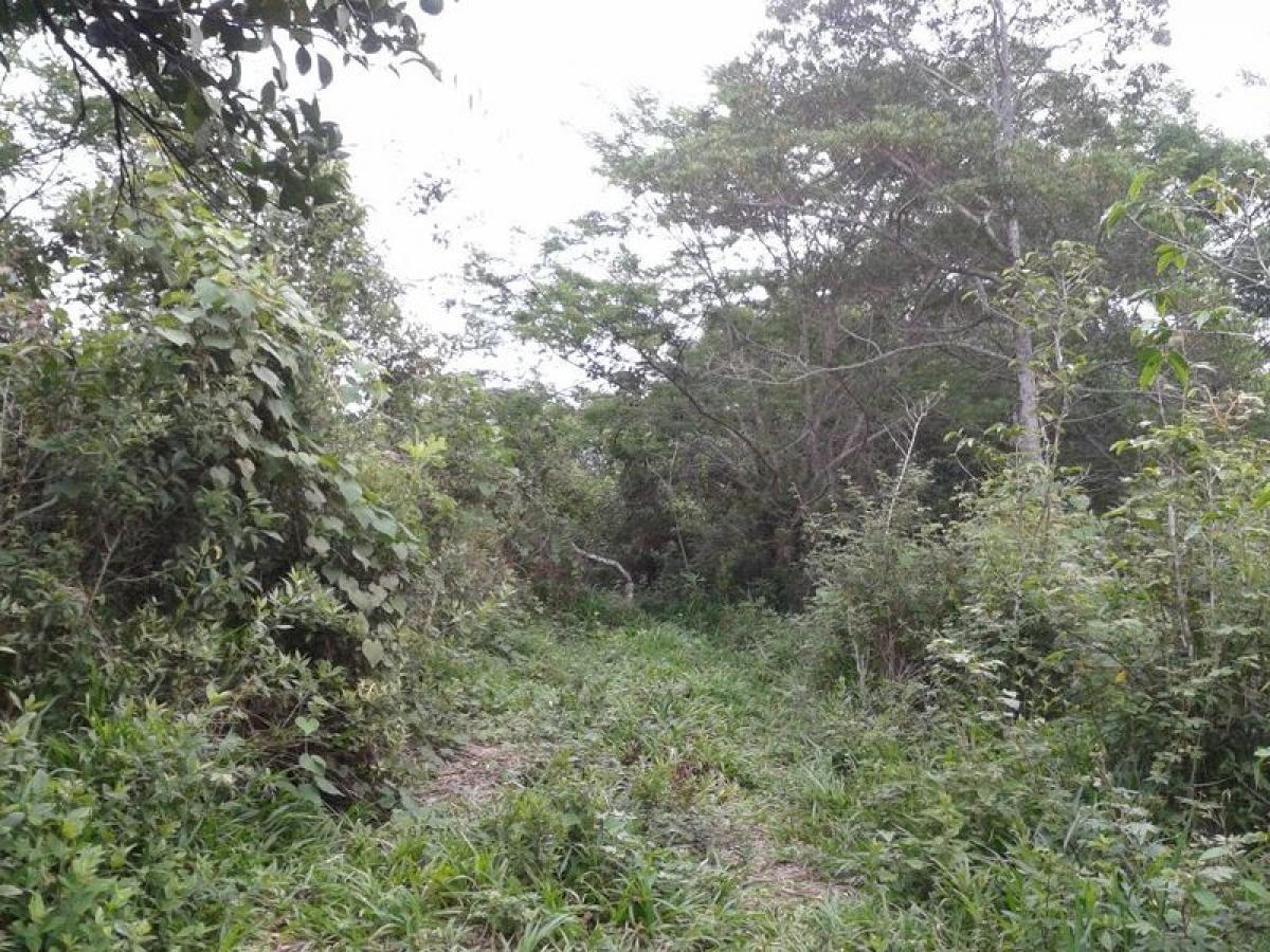 Terrain à Veracruz, Mexico No. 206219