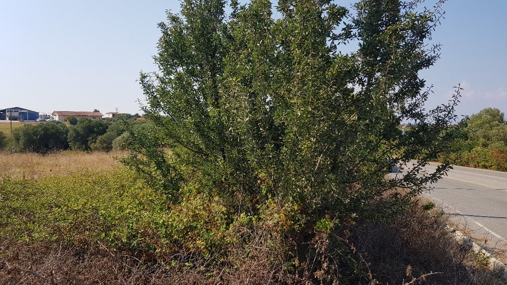  فندق في Chalkidiki, Greece 3255متر مربع رقم 4115
