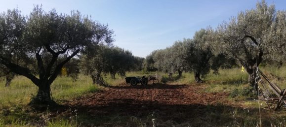 Land in Acquedolci, Italy No. 338652 4