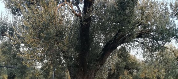 Land in Acquedolci, Italy No. 338652 11