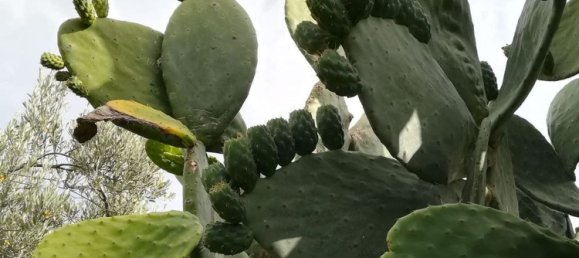 Land in Acquedolci, Italy No. 338652 3