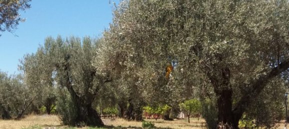 Land in Acquedolci, Italy No. 338652 7