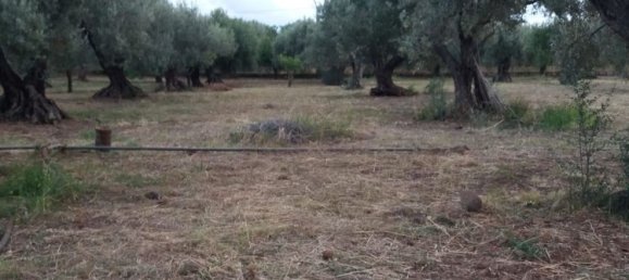 Land in Acquedolci, Italy No. 338652 6