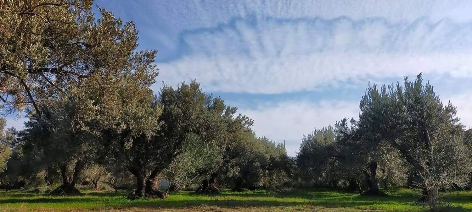  Land in Acquedolci, Italy No. 338652