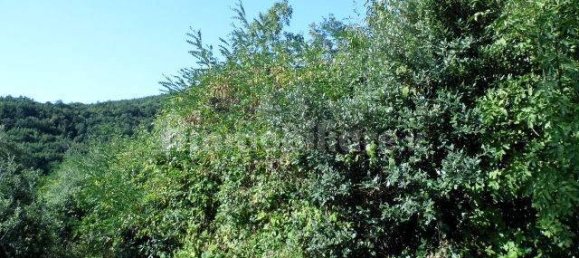 1 bedroom House in Castelnuovo di Val di Cecina, Italy No. 352019 11