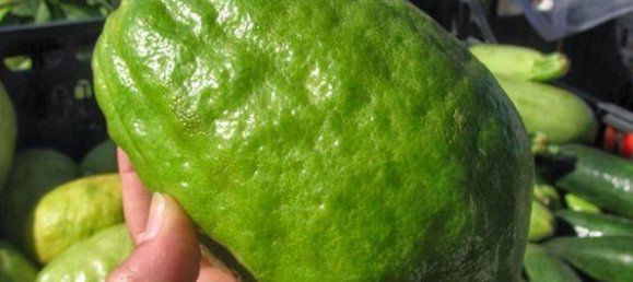 2 Schlafzimmer Haus in Santa Maria del Cedro, Italy, Nr. 54288 34