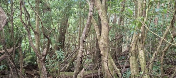  Land in Praia da Vitoria, Portugal No. 195502 19